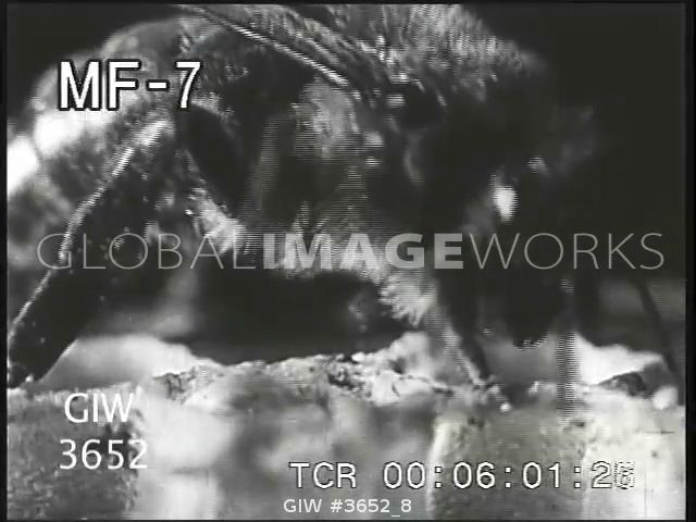 preview clip thumb